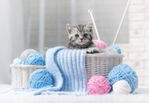 Il Gatto Europeo 583 0 058 Gatto Europeo